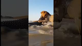 Lion Takes on Crocodile in Brutal Waterhole Battle 🦁🐊 #Wildlife #PredatorClash #LionVsCrocodile #N