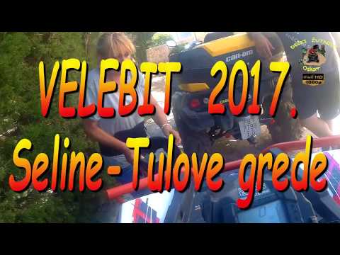 393.DEČKI ŽUTNICE - Seline Tulove grede