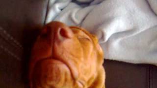 alma&#39;s nightmare