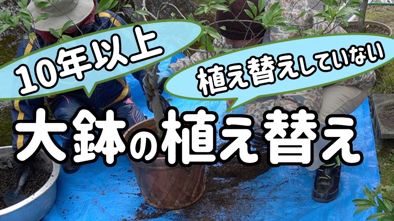 10年以上植え替えしていない大鉢（カラタネオガタマ）の植え替え 土をかえ根詰まり解消目指して二人がかりでやってみた