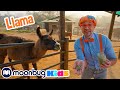 Blippi Pets Cute Animals At The Pet Zoo Blippi Educational Videos For Kids Explore With Me