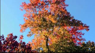 Scissorkicks Vs Shut Up & Dance -- Delamure (Bassnectar Remix)