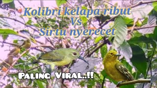 Download lagu Suara Pikat Kolibri Kelapa Ribut Vs Sirtu Paling Viral mp3 Download lagu Suara Pikat Kolibri Kelapa Ribut Vs Sirtu Paling Viral mp3