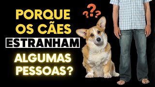 ? Por que os CÃES Latem para Alguns Estranhos, mas NÃO para Outros? ?