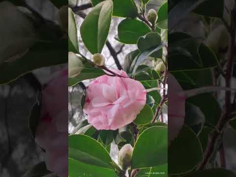 05.06.26🇦🇷 Canning Ezeiza Buenos Aires Argentina #flowers