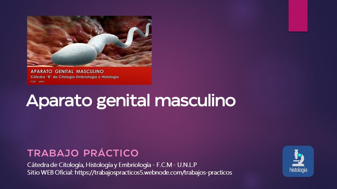 APARATO GENITAL MASCULINO - TRABAJO PRÁCTICO
