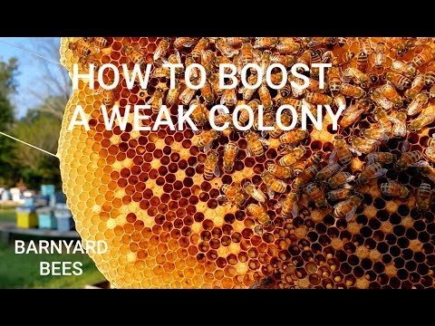 How To Boost Up A Weak Colony Before Winter