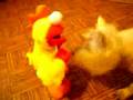 Dog Attacks Chicken Dance Tickle Me Elmo