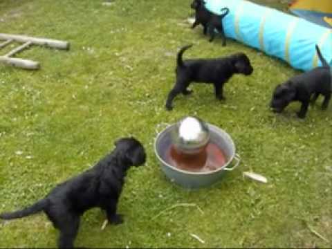 Riesenschnauzer Welpen am 24-06-2010