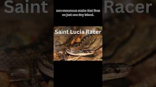 Download lagu World's Rarest Snake- The Saint Lucia Racer  #facts #saintlucia #snake #caribbeanisland #wildlife mp3