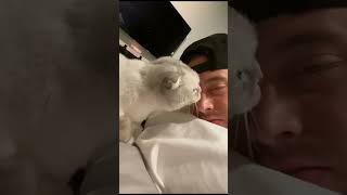 Download lagu Part 41 #funny #cat#MiniDrama mp3