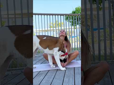 Trying to Do Yoga... But My Dog is the Real Star! 🐕 #shorts #dogs #dogfunny #funnydogs #fitness