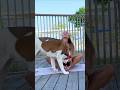 Trying To Do Yoga But My Dog Is The Real Star Shorts Dogs Dogfunny Funnydogs Fitness