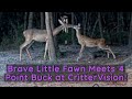 Brave Little Fawn Meets 4 Point Buck at CritterVision!