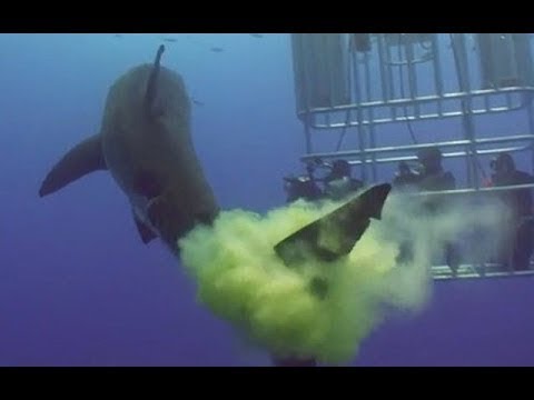 Quand les animaux pètent (se lâchent)
