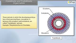 Diploblastic and Triploblastic Organisation | Animal Kingdom | Biology | Class 11th | iPrep