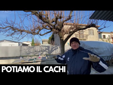 Persimmon pruning! How I do it and what tools I use!