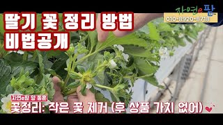 딸기 꽃 정리 방법 남원 딸기농가 1화방 출뢰(피는 중) 이제 양봉벌 수정벌도 들어가야 하고 잿빛곰팡이 주의…