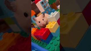 ちるは新しい冒険にでかけました#kawaii #キンクマ#ハムスター #癒し #pets #japan #かわいい #follow #可愛い #レゴ #lego