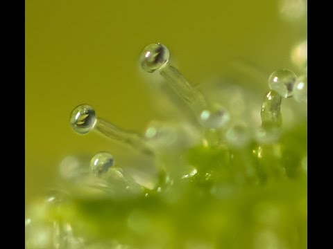 Lutan Fyah - Sweet Trichomes