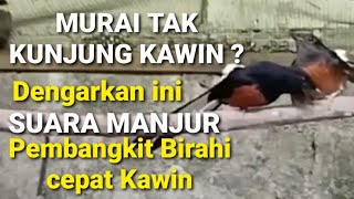 Download lagu SATU JAM - Murai Tak Kunjung Kawin⁉️ Dengarkan ini Suara Ampuh Suara Manjur Pembangkit Birahi Murai mp3