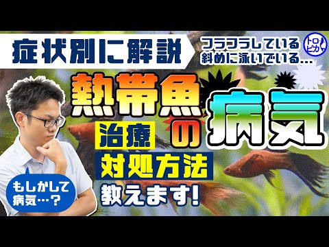 コビティスについて詳しく解説