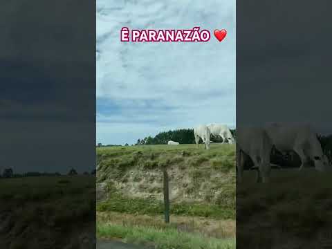 O Paraná é demais!!!!