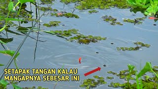 Download lagu SIAM FISH FISHING WITH THIS WORM Bait GETS SUPER BABON || SF-84 mp3