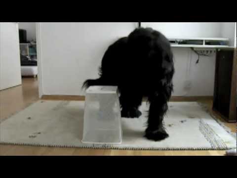 20 amazing dog tricks performed by Elliot the Briard (17months)