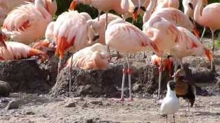 preview picture of video 'Chilean flamingo nesting colony July 2013'