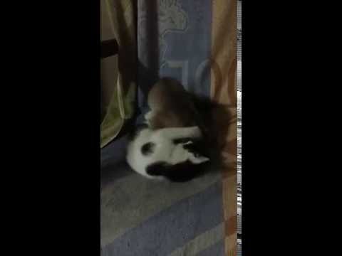 Cutest cat fight ever