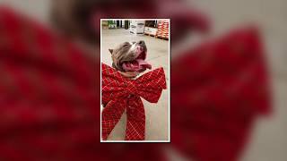 Download Lagu 1.5 Year Old Bully Thumbnail