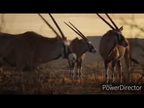 The Ohana King (2019) Part 15:Vulture in charge/Vulture want aleena to be queen