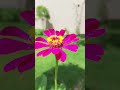 Mujhe Chu Rahi Hain Teri Garam Sansen Shortvideo Hindisong Whatsappstatus Lovestatus Subscribe