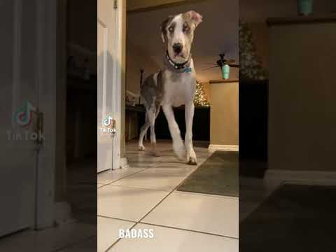 All Credit Goes To: jmullin18 #shorts #dog #badass #sick #cute #animal #animals #dogs