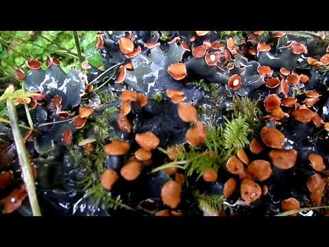 'Flowering' Dog Lichens (Peltigera membranacea)