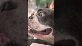 愛犬と公園に行ったらこんな笑顔に🐶#shorts
