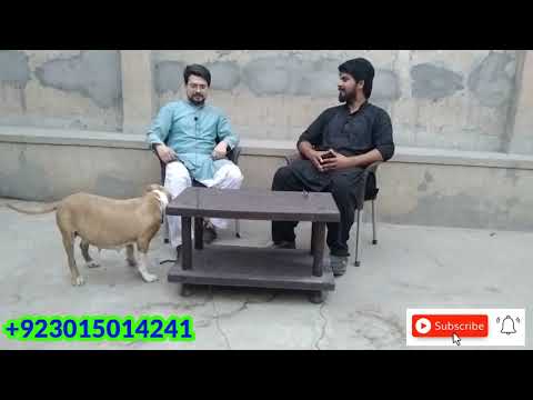 COCO PITBULL FEMALE sarfaraz niazi bhai ki brautiful pitbull female