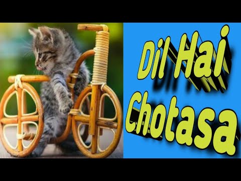 Dil hai chotasa status song , Sudiksha status maker , Cat lovers , #sudiksha status maker