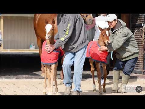 Double Take: Twin Thoroughbred Fillies Defying the Odds