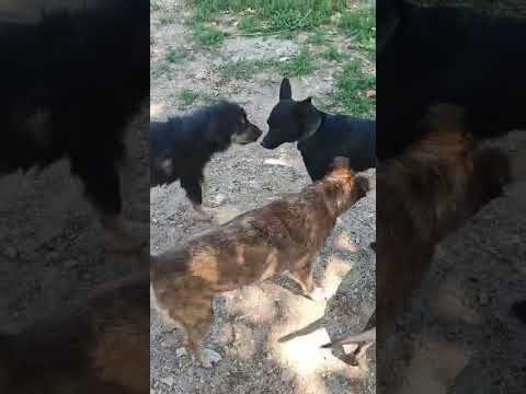 Bogyó von Tier und Mensch miteinander e.V. sucht ein Zuhause