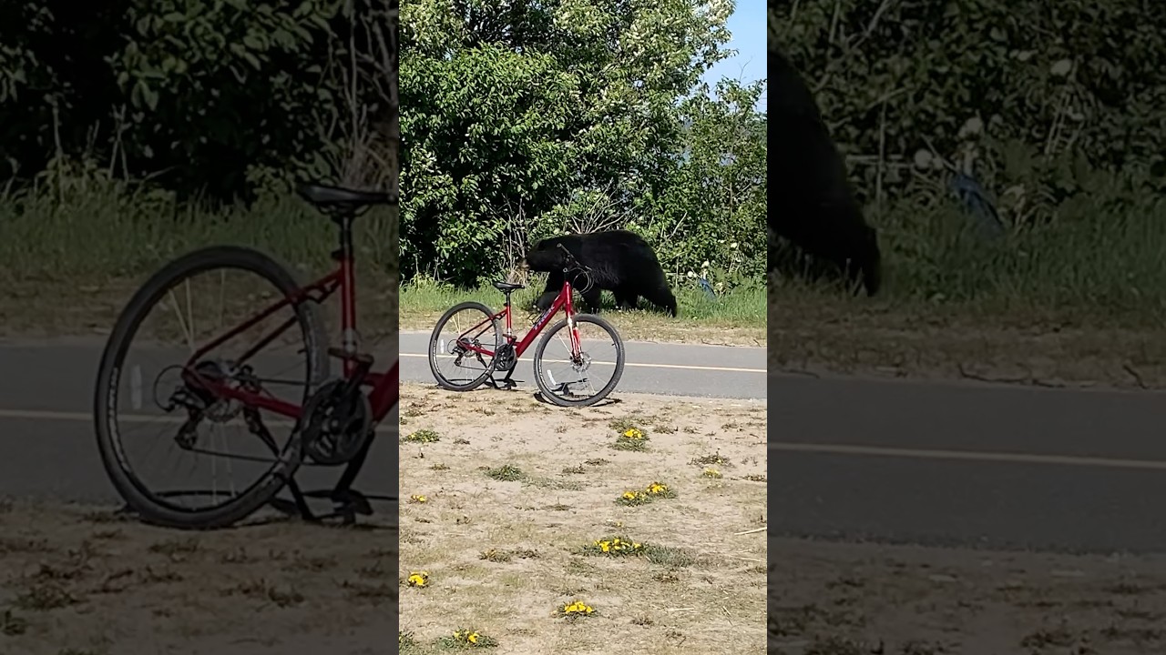 An enormous black bear casually strolling the Anchorage coastal trail right off Point Woronzof.￼