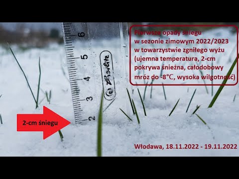 Pierwsze opady śniegu w 2022 roku (2-cm pokrywa śnieżna) - Włodawa, 18.11.2022 - 19.11.2022