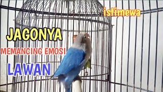 Download lagu Suara burung lovebird ngekek panjang Jago nya memancing emosi lawan labet susah bunyi langsung nyaut mp3