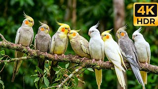 Download lagu Chirping & Whistling: Cockatiels Flirting in the Wild (Nature Sounds - No Music) mp3
