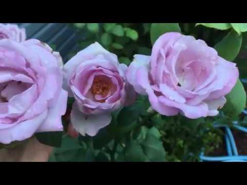 Роза Блю Мун, третья волна цветения! Сиреневое чудо!