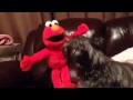 Trev Vs Elmo