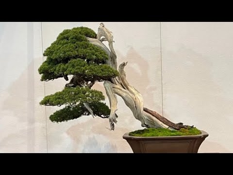 Japan Bonsai Exhibition 2023 part 1