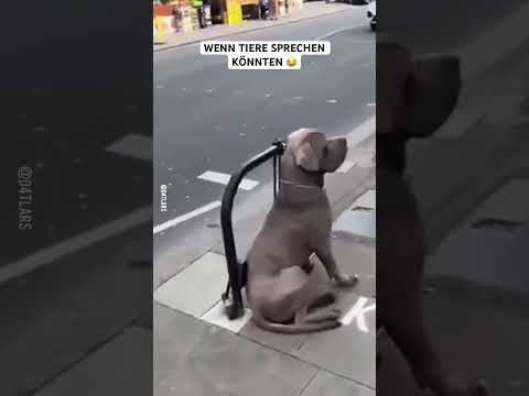 Wenn Tiere sprechen könnten #lustig #lol #funny #cat #memes #dog #pets #animals #tiere