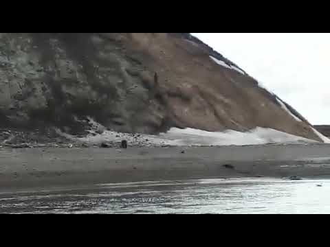 Нападение медведя на человека,ЖЕСТЬ!!!